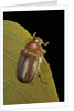 Amphimallon majalis (european chafer) by Anonymous