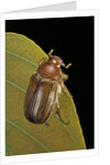 Amphimallon majalis (european chafer) by Anonymous