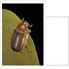 Amphimallon majalis (european chafer) by Anonymous