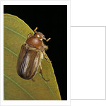 Amphimallon majalis (european chafer) by Anonymous