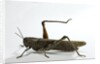 Anacridium aegyptium (egyptian locust) by Anonymous