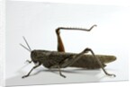 Anacridium aegyptium (egyptian locust) by Anonymous