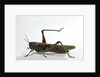 Anacridium aegyptium (egyptian locust) by Anonymous