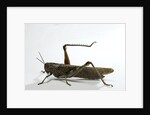 Anacridium aegyptium (egyptian locust) by Anonymous