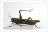 Anacridium aegyptium (egyptian locust) by Anonymous