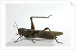 Anacridium aegyptium (egyptian locust) by Anonymous