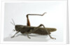 Anacridium aegyptium (egyptian locust) by Anonymous