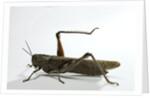 Anacridium aegyptium (egyptian locust) by Anonymous
