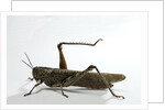 Anacridium aegyptium (egyptian locust) by Anonymous