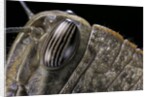 Anacridium aegyptium (egyptian locust) - eye by Anonymous