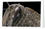 Anacridium aegyptium (egyptian locust) - eye by Anonymous