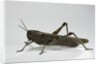 Anacridium aegyptium (egyptian locust) by Anonymous