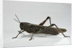 Anacridium aegyptium (egyptian locust) by Anonymous