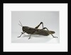 Anacridium aegyptium (egyptian locust) by Anonymous