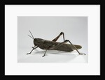 Anacridium aegyptium (egyptian locust) by Anonymous
