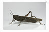 Anacridium aegyptium (egyptian locust) by Anonymous