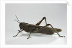 Anacridium aegyptium (egyptian locust) by Anonymous