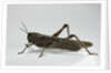 Anacridium aegyptium (egyptian locust) by Anonymous