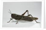 Anacridium aegyptium (egyptian locust) by Anonymous