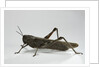 Anacridium aegyptium (egyptian locust) by Anonymous