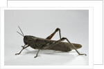 Anacridium aegyptium (egyptian locust) by Anonymous