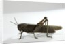 Anacridium aegyptium (egyptian locust) by Anonymous