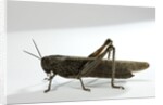 Anacridium aegyptium (egyptian locust) by Anonymous