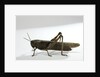 Anacridium aegyptium (egyptian locust) by Anonymous