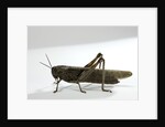 Anacridium aegyptium (egyptian locust) by Anonymous