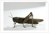 Anacridium aegyptium (egyptian locust) by Anonymous