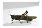 Anacridium aegyptium (egyptian locust) by Anonymous