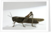 Anacridium aegyptium (egyptian locust) by Anonymous