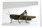 Anacridium aegyptium (egyptian locust) by Anonymous