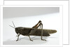 Anacridium aegyptium (egyptian locust) by Anonymous