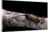 Anaesthetis testacea (longhorn beetle) by Anonymous