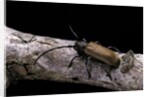 Anaesthetis testacea (longhorn beetle) by Anonymous