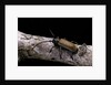 Anaesthetis testacea (longhorn beetle) by Anonymous