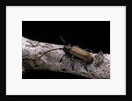 Anaesthetis testacea (longhorn beetle) by Anonymous