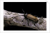 Anaesthetis testacea (longhorn beetle) by Anonymous