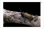 Anaesthetis testacea (longhorn beetle) by Anonymous