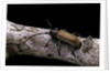Anaesthetis testacea (longhorn beetle) by Anonymous