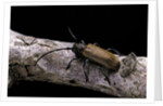 Anaesthetis testacea (longhorn beetle) by Anonymous