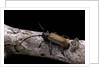 Anaesthetis testacea (longhorn beetle) by Anonymous