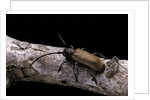 Anaesthetis testacea (longhorn beetle) by Anonymous