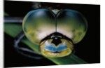 Anax imperator (emperor dragonfly) - eyes by Anonymous