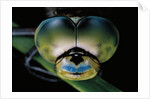 Anax imperator (emperor dragonfly) - eyes by Anonymous