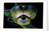 Anax imperator (emperor dragonfly) - eyes by Anonymous