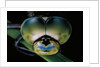 Anax imperator (emperor dragonfly) - eyes by Anonymous