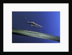 Anopheles maculipennis (malaria mosquito) by Anonymous