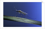Anopheles maculipennis (malaria mosquito) by Anonymous
